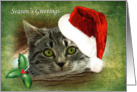Adorable Kitten Peeking Over Tree Limb Season’s Greetings card