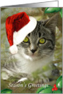 Adorable Kitten Season’s Greetings card