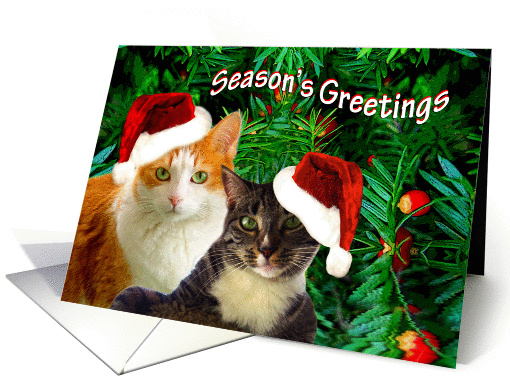 Kitty Christmas card (1008107)