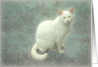 White cat with yellow eyes on background texture card
