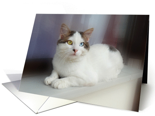 Turkish Van Cat on Window Sill card (1324950)