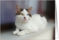 Turkish Van Cat on Window Sill card