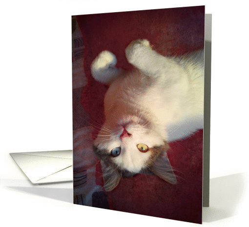 Turkish Van Cat Upside Down on Blanket card (1324954)