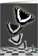Fluttering in Black and White card
