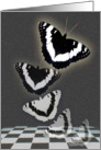 Fluttering in Black and White card