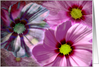 Brilliant Pinks card