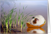 Guinea Pig In The Reeds card