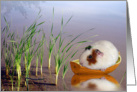 Guinea Pig In The Reeds card