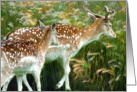 Two Deer card