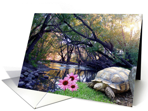 Tortoise in Spring card (384258)