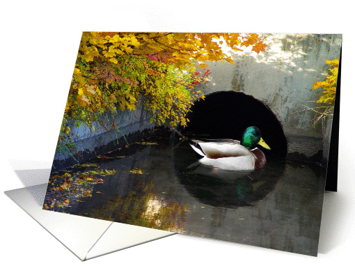 Duck Tunnel card (395415)