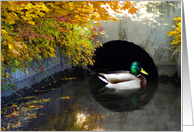 Duck Tunnel
