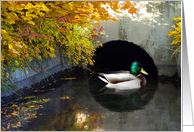 Duck Tunnel card