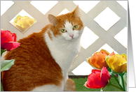 Miss Pretty (Horizontal) card
