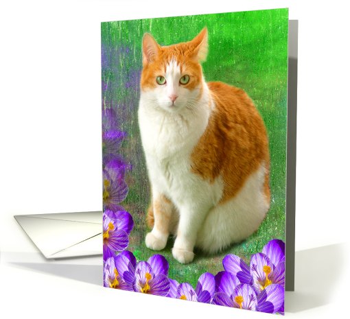 Crocus Kitty card (407532)