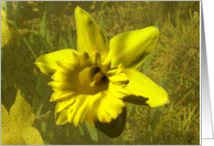 Sunny Gold card