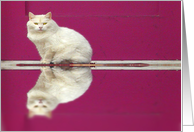 Mirror Cat card