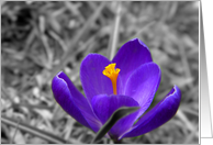 Macro Splendor card