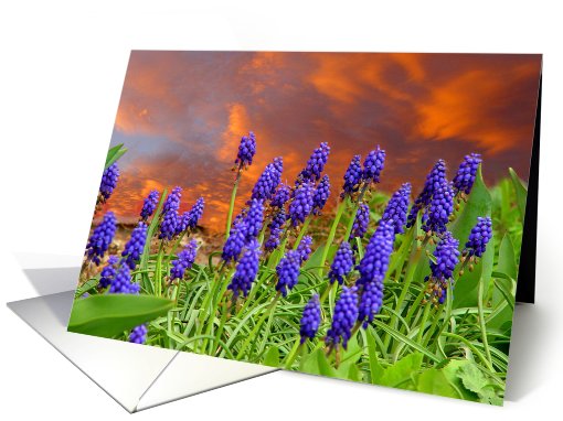 Grape Hyacinths at Sunset card (418479)