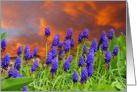 Grape Hyacinths at Sunset card