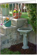 Birdbath In Morning Light