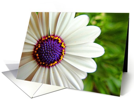 Crazy Daisy card (431389)