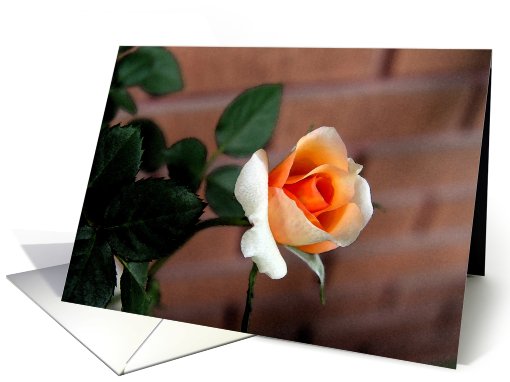Rose and Bricks card (431393)