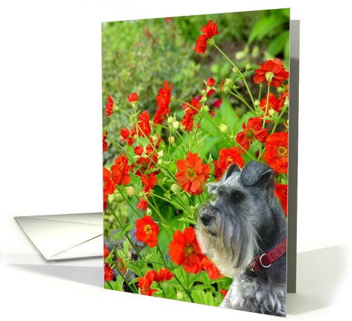 Gabriel's Garden card (445938)