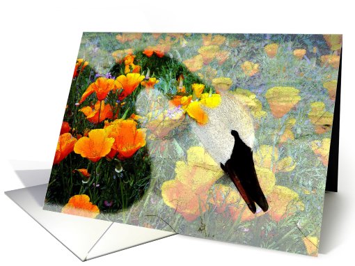 Swan Patterns card (467549)