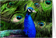 Peacock Feathers card