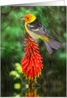 Tanager card