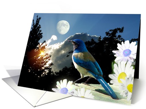 Blue Jay Afternoon card (468056)