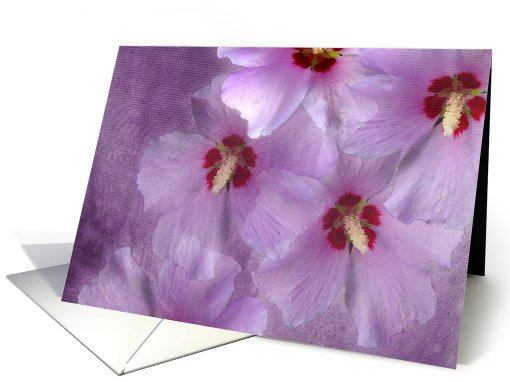 Hibiscus Highlights card (480311)