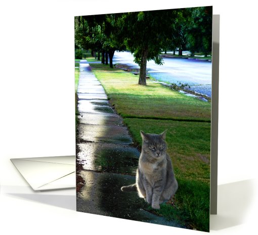 Cat In Rain card (482434)