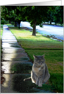 Cat In Rain