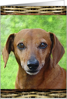 Adorable Rusty card