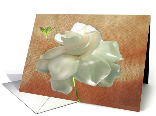 Textured Gardenia card (485281)