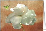 Textured Gardenia card