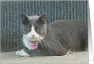 Soft Grey Kitty card