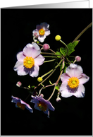 Anemone Bunch card