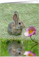 Yard Bunny card