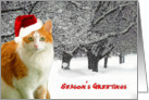 Cat In Christmas Snow card