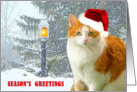 Cat And Lamp In Snow card