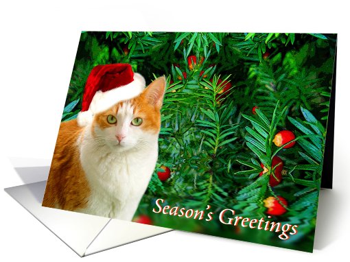 Christmas Cat With Berries card (492802)