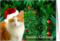 Christmas Cat With Berries card