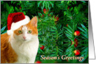 Christmas Cat With Berries card