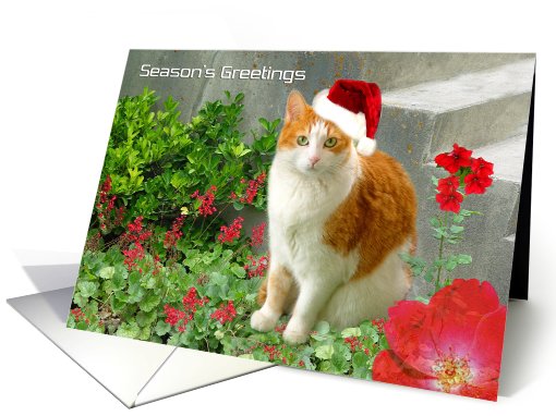Christmas Cat With Coral Bells card (492804)