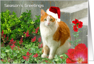 Christmas Cat With Coral Bells card