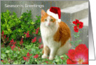 Christmas Cat With Coral Bells card