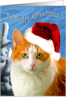 Christmas Cat With Snowy Pine card